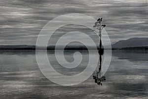 Single tree in Lake Brunner New Zealand