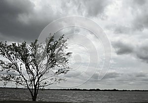 Single Tree in lake front