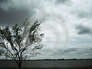 Single Tree in lake front