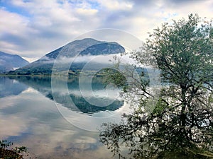 Single tree by a lake, light fog. Mountain background reflecting