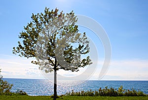 Single tree by Lake Ontario