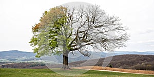 Changing seasons with a tree half in summer and half in winter