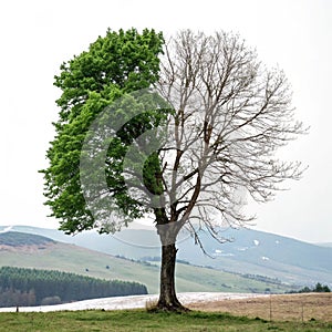 Changing seasons with a tree half in summer and half in winter