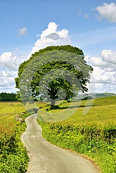 Single tree and lane.