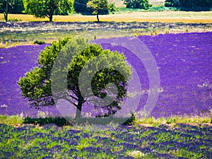 Single tree on lavender field in bloom, Provence France