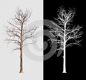 Single tree without leaf with clipping path