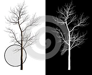 Single tree without leaf with clipping path