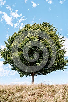 Single Tree In Leaf With Dead Grass Foreground During Summer Heatwave