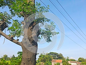 A single tree with leaver under wires photo