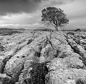 A single tree on a limestone pavement.