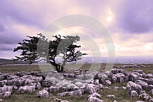 A single tree on a limestone pavement