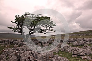 A single tree on a limestone pavement