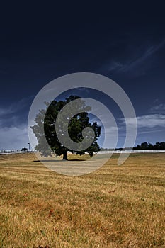 Single tree in the meadow