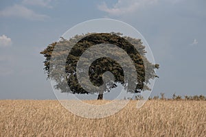 Single tree in middle of field.