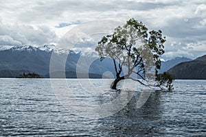 Single tree in the middle of lake