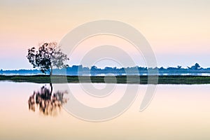 A single tree in the middle of the lake.