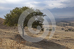 Single tree in the middle of lawn on mountain background