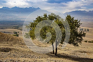Single tree in the middle of lawn on mountain background