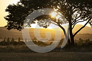 Single tree in the middle of lawn on mountain background