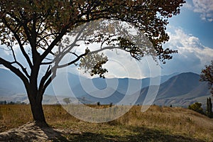 Single tree in the middle of lawn on mountain background