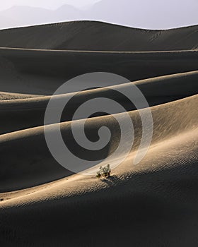 Single tree in the middle of Mesquite Sand Dunes In Death Valley National Park