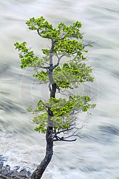 Single Tree By Motion Blurred River Water