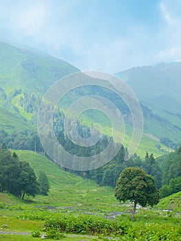 Single tree on mountain background