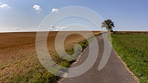 Single tree near a public path through farmland in Luxembourg