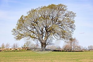 Single tree at a newly sown field in the spring