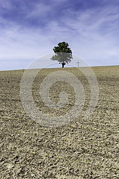 Single tree next to a cross