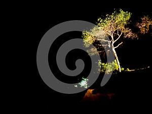 Single Tree At Night