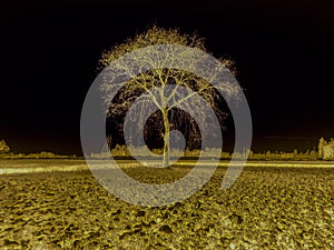 Single tree with night view