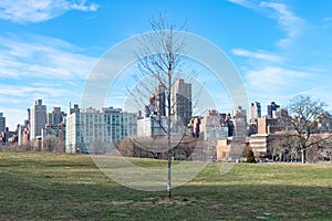 Single Tree on an Open Grass Field at Rainey Park in Astoria Queens New York with the Roosevelt Island and Upper East Side Skyline