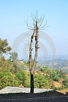 Single tree In Open Sky In Fornt