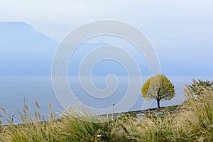 Single Tree overlooking Lake and Mountains