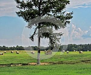 Tree in field of round bails of hay