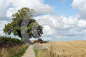 Single tree by the pathway in Yorkshire countryside