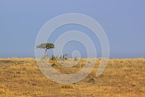 Single tree on the plains of the Masai Mara
