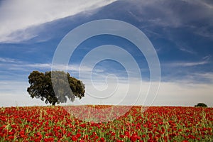 Single tree and poppies landscape