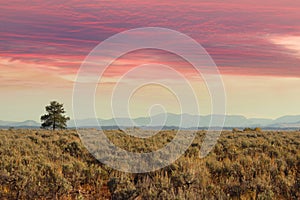 Single tree in the Prairies photo