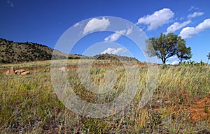 Single tree on red rock hill