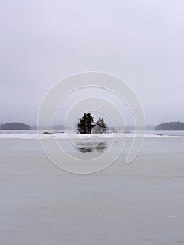 Single tree reflecting in frozen lake cold weather