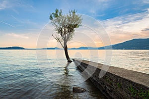 Single tree with reflection in the lake at sunset