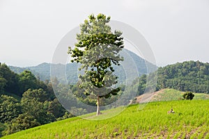 A single tree in a rice field