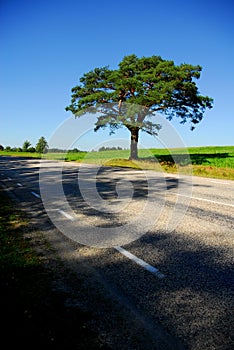 Single Tree By The Road