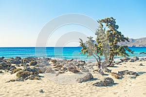 Single tree on rocky beach