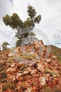 Single Tree on Rocky Outcrop