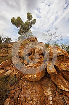 Single Tree on Rocky Outcrop