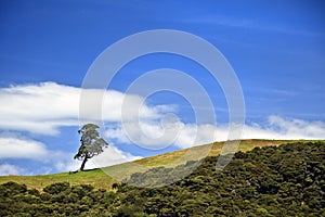 Single tree and rolling hill