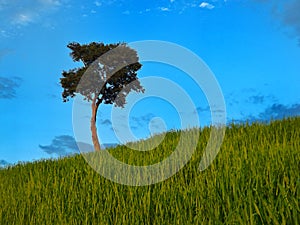 Single tree in rural scenic